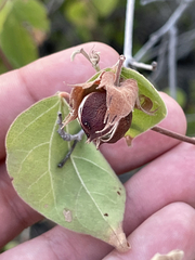 Gossypium davidsonii