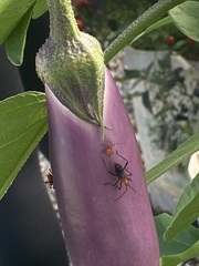 Phthiacnemia picta