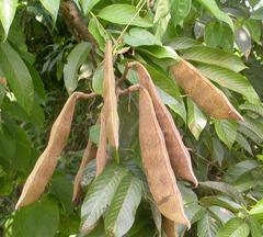 Millettia versicolor