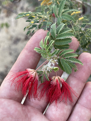 Calliandra californica