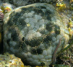 Culcita novaeguineae