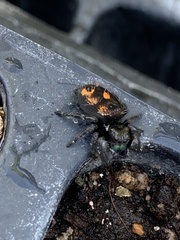 Phidippus audax