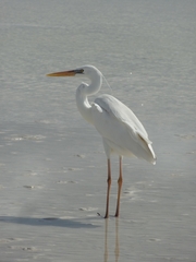 Ardea herodias occidentalis