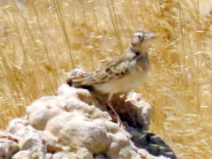 Spizocorys starki