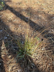 Chasmanthium sessiliflorum