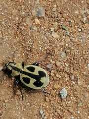 Graphipterus distinctus