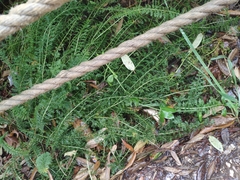 Achillea odorata