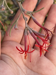 Psittacanthus sonorae