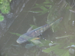Oreochromis