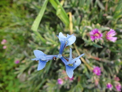 Moraea tripetala tripetala