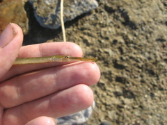 Syngnathus typhle