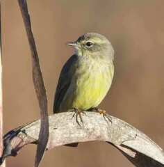 Setophaga palmarum hypochrysea