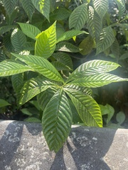 Psychotria nervosa