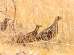 Pterocles namaqua