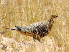 Pterocles namaqua