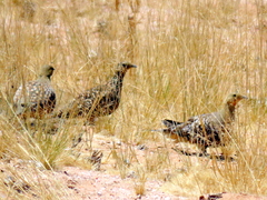 Pterocles namaqua