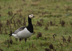 Branta leucopsis