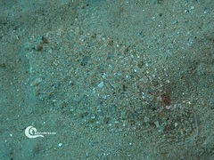 Arnoglossus