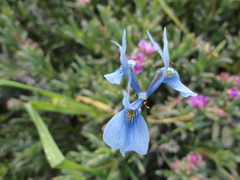 Moraea tripetala tripetala