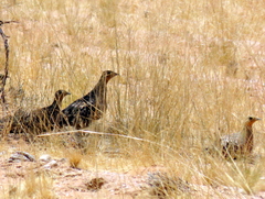 Pterocles namaqua