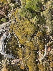 Pseudanomodon attenuatus