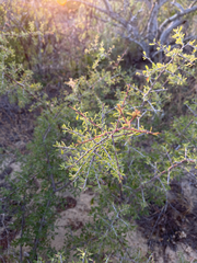 Condalia globosa