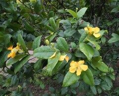Ochna thomasiana