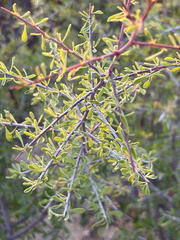 Condalia globosa