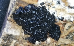 Exidia