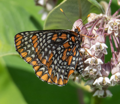 Euphydryas phaeton