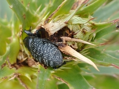 Heilipodus scabripennis