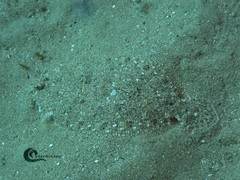 Arnoglossus