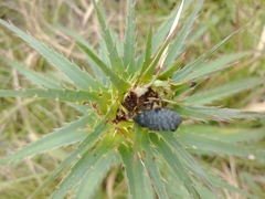 Heilipodus scabripennis