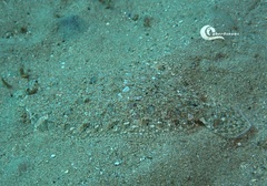 Arnoglossus