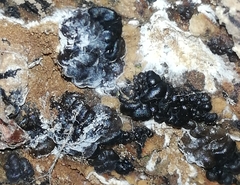 Exidia