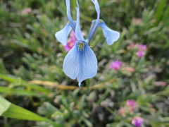 Moraea tripetala tripetala