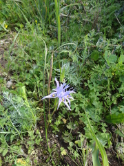 Moraea tripetala tripetala