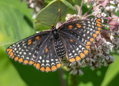 Euphydryas phaeton