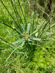 Cyperus sexangularis