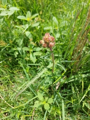 Campuloclinium macrocephalum