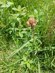 Campuloclinium macrocephalum