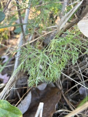 Eupatorium capillifolium