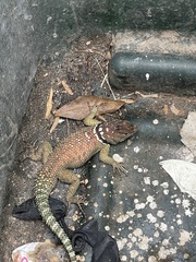 Sceloporus cyanogenys