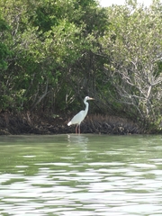 Ardea herodias occidentalis