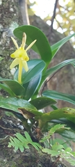 Epidendrum barbeyanum image