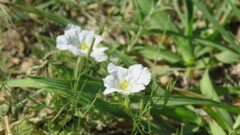 Nierembergia rigida