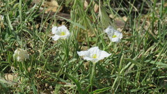 Nierembergia rigida