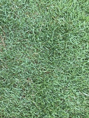 Muhlenbergia schreberi