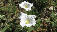 Nierembergia rigida