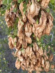 Diphysa occidentalis